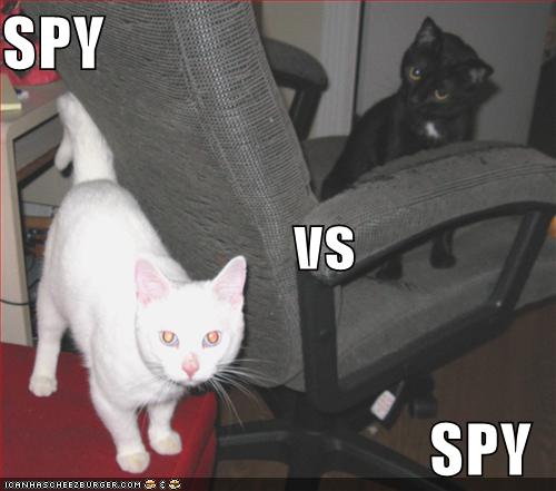 funny pics of cats. funny-pictures-spy-vs-spy-cats